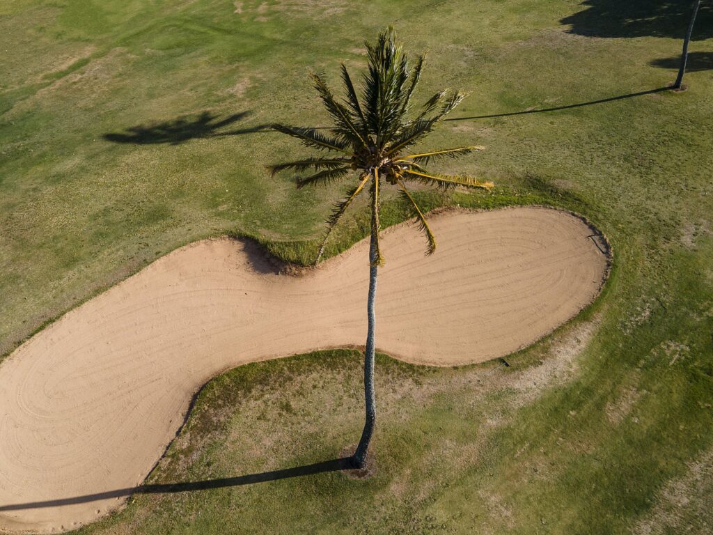 tropical hawaii landscape with palm trees x